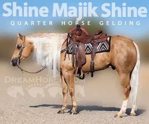 Horse ID: 2271876 Shine Majik Shine
