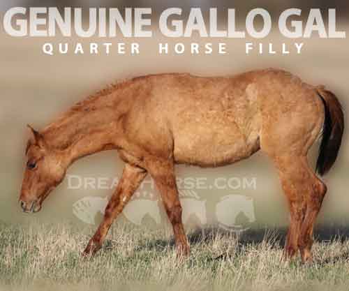 Horse ID: 2271933 GENUINE GALLO GAL