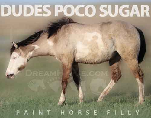 Horse ID: 2271934 DUDES POCO SUGAR