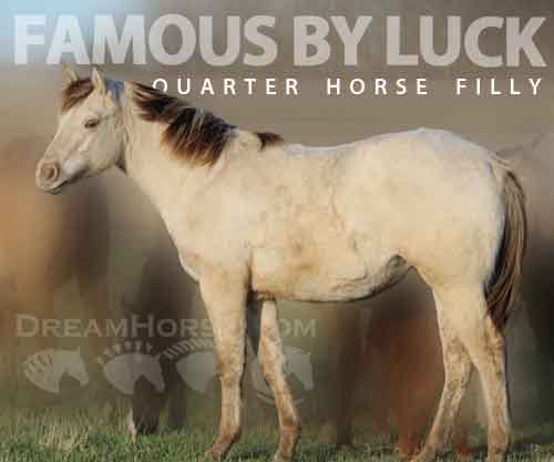 Horse ID: 2271935 FAMOUS BY LUCK