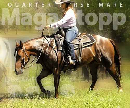 Horse ID: 2271970 Maga Stopp