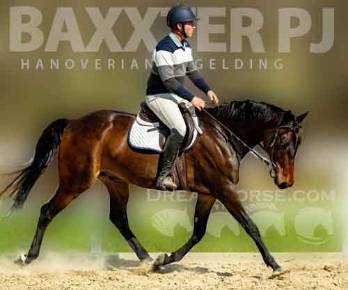 Horse ID: 2271985 Baxxter PJ