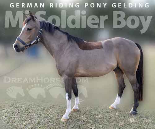 Horse ID: 2272203 Mi Soldier Boy