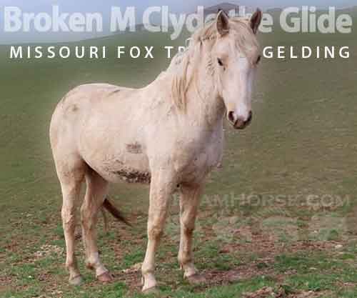 Horse ID: 2272356 Broken M Clyde the Glide