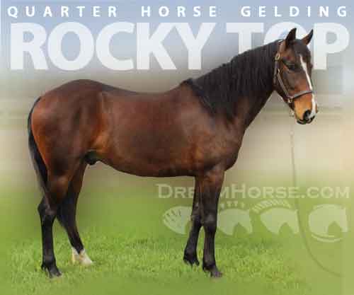 Horse ID: 2272376 Rocky Top