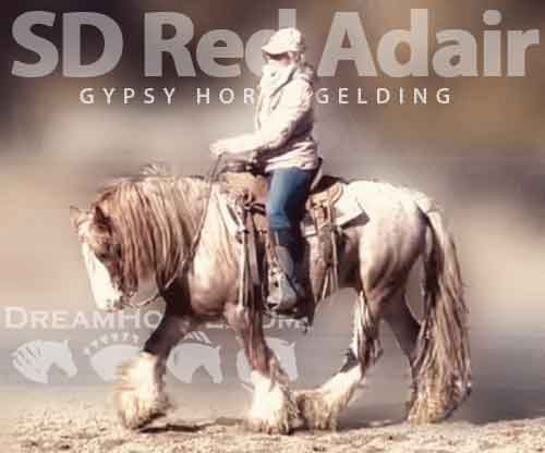 Horse ID: 2272402 SD Red Adair