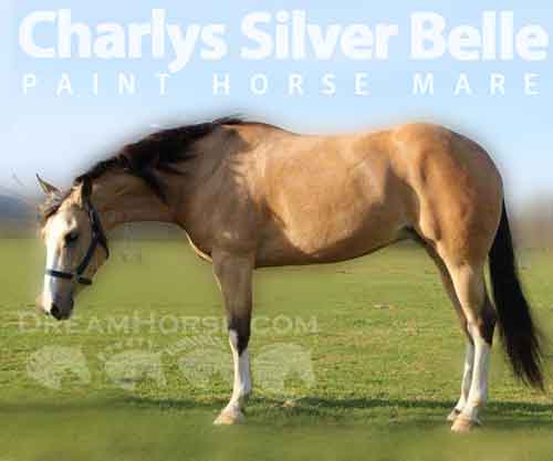 Horse ID: 2272489 Charlys Silver Belle