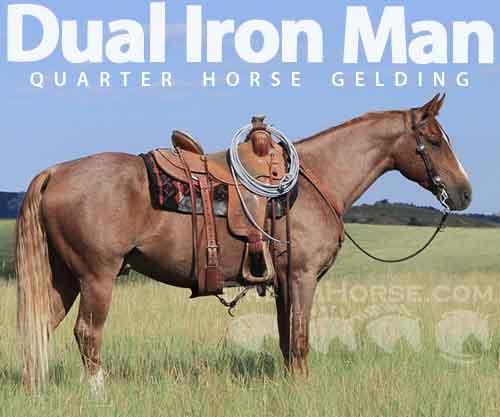 Horse ID: 2272541 Dual Iron Man