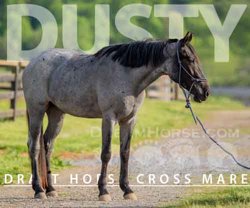 Horse ID: 2272554 Dusty