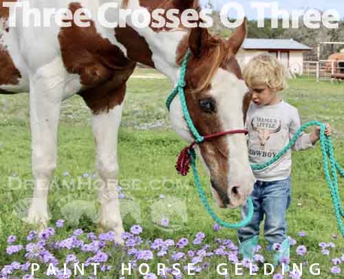 Horse ID: 2272565 Three Crosses O Three