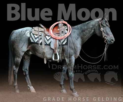 Horse ID: 2272592 Blue Moon
