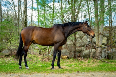 HorseID: 2271985 Baxxter PJ - PhotoID: 1043674