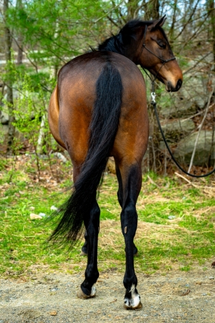 HorseID: 2271985 Baxxter PJ - PhotoID: 1043675
