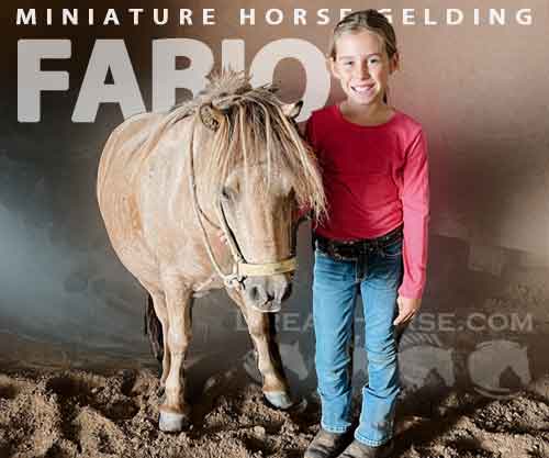 Horse ID: 2264181 Fabio