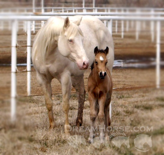 Miniature Horse Foaling Chart