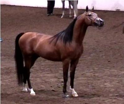 HorseID: 1596091 LS Andretti - PhotoID: 1072209