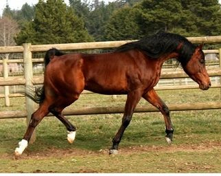 HorseID: 2104463 Artizan - PhotoID: 1072208