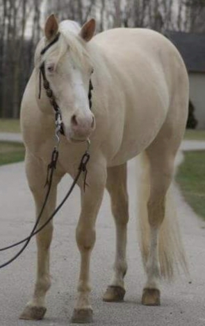 HorseID: 2140210 Special 2 breedings $1200!!  Nu Chex To Cash son - PhotoID: 1042837