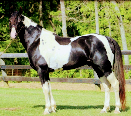 HorseID: 2142644 Ozark's Merry SunDance - PhotoID: 1095794