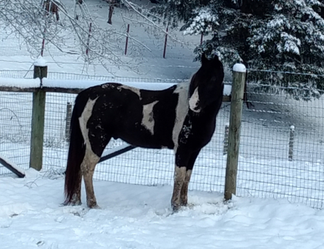 HorseID: 2142644 Ozark's Merry SunDance - PhotoID: 1095795