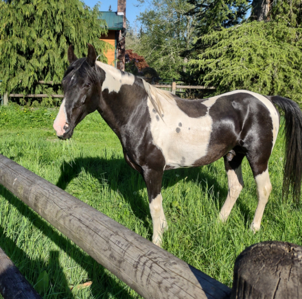 HorseID: 2142644 Ozark's Merry SunDance - PhotoID: 1095796
