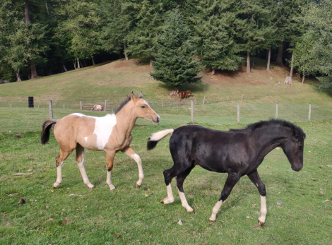 HorseID: 2142644 Ozark's Merry SunDance - PhotoID: 1095797