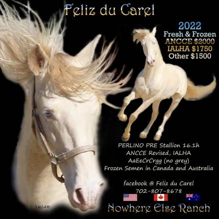 HorseID: 2192364 Feliz du Carel - PhotoID: 1009610