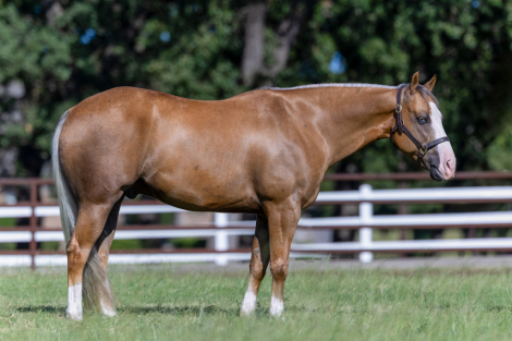 HorseID: 2246616 Gunna Get Busy - PhotoID: 1036979