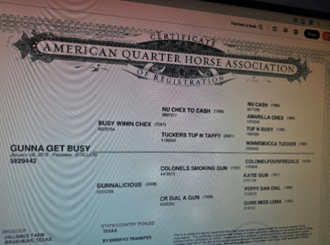 HorseID: 2246616 Gunna Get Busy - PhotoID: 1048804
