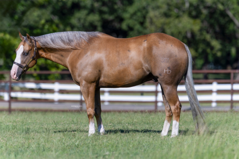 HorseID: 2246616 Gunna Get Busy - PhotoID: 1081216