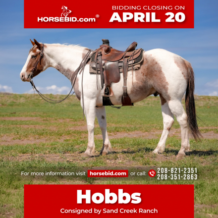 HorseID: 2246724 Sending Kisses - PhotoID: 1028750