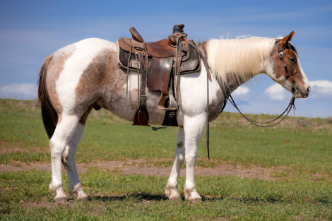 HorseID: 2246724 Sending Kisses - PhotoID: 1028751