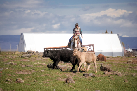 HorseID: 2246724 Sending Kisses - PhotoID: 1095031