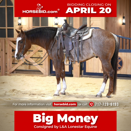 HorseID: 2246726 Bankrupt - PhotoID: 1045893