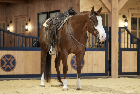 HorseID: 2246726 Bankrupt - PhotoID: 1045894