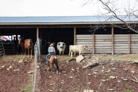 HorseID: 2246726 Bankrupt - PhotoID: 1045895