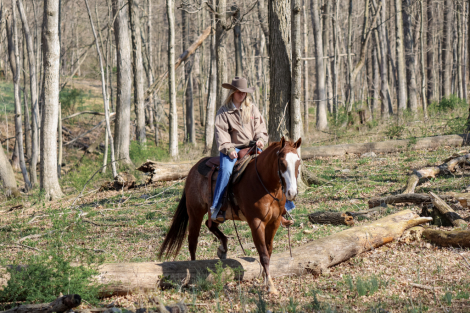 HorseID: 2246726 Bankrupt - PhotoID: 1076466