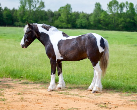 HorseID: 2246739 Chief - PhotoID: 1045905
