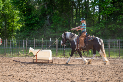 HorseID: 2246739 Chief - PhotoID: 1045906