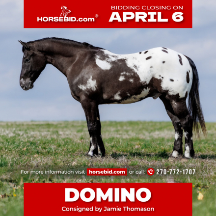HorseID: 2246741 Domino - PhotoID: 1028746