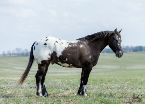 HorseID: 2246741 Domino - PhotoID: 1028747