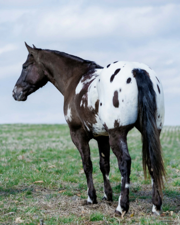 HorseID: 2246741 Domino - PhotoID: 1028748