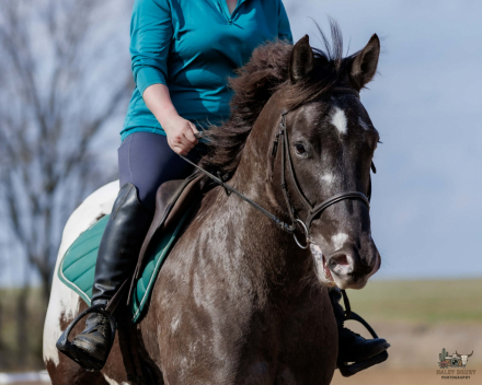 HorseID: 2246741 Domino - PhotoID: 1028749