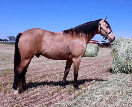 HorseID: 2247002 Rowdy's Rambler Dan - PhotoID: 1009503