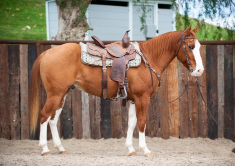 HorseID: 2247283 Cowboy - PhotoID: 1009860