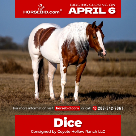 HorseID: 2247444 VALENTINES JUSTINTIME - PhotoID: 1042253