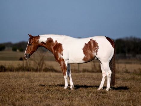 HorseID: 2247444 VALENTINES JUSTINTIME - PhotoID: 1045868