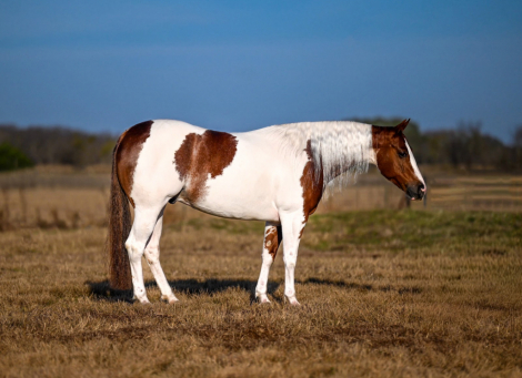 HorseID: 2247444 VALENTINES JUSTINTIME - PhotoID: 1045869