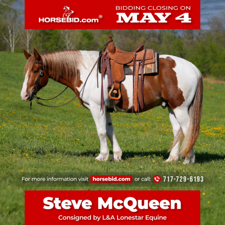 HorseID: 2247444 Steve McQueen - PhotoID: 1042253