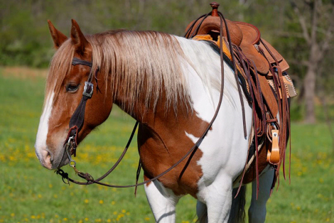 HorseID: 2247444 Steve McQueen - PhotoID: 1045868